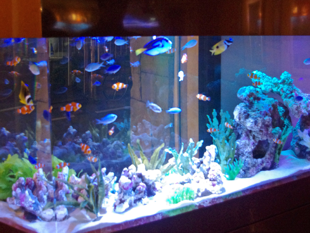 熱帯魚が元気に泳いでいます